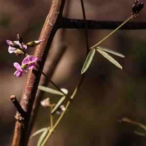 Glycine clandestina at Gundaroo, NSW - 20 Sep 2024 10:52 AM