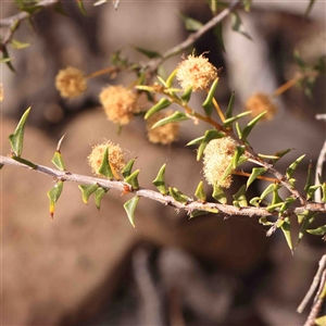 Acacia gunnii at Gundaroo, NSW - 20 Sep 2024 10:55 AM