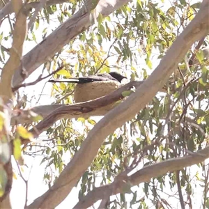 Corcorax melanorhamphos at Gundaroo, NSW - 20 Sep 2024