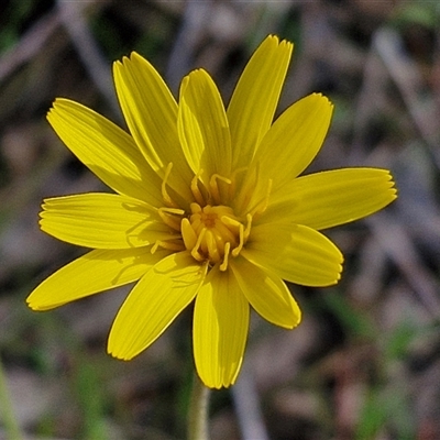 Microseris walteri (Yam Daisy, Murnong) at Five Mile TSR - 21 Sep 2024 by trevorpreston