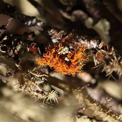 Unidentified Lichen at Gundaroo, NSW - 20 Sep 2024 by ConBoekel