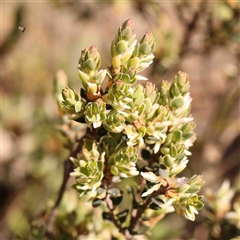 Brachyloma daphnoides (Daphne Heath) at Gundaroo, NSW - 20 Sep 2024 by ConBoekel