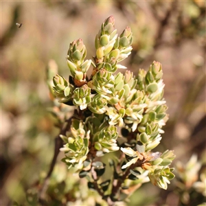 Brachyloma daphnoides at Gundaroo, NSW - 20 Sep 2024