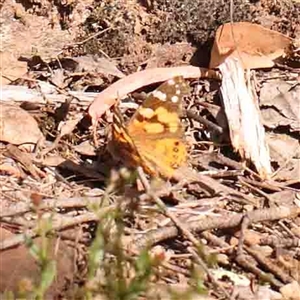 Vanessa kershawi at Gundaroo, NSW - 20 Sep 2024 11:01 AM