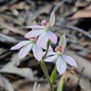 Caladenia carnea at Rugby, NSW - 21 Sep 2024