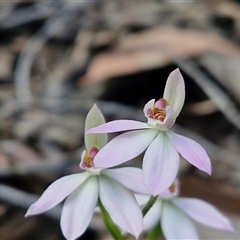 Caladenia carnea at Rugby, NSW - 21 Sep 2024