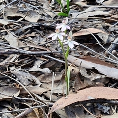 Caladenia carnea at Rugby, NSW - 21 Sep 2024