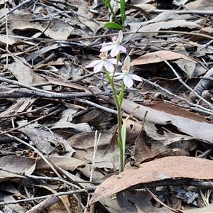 Caladenia carnea at Rugby, NSW - 21 Sep 2024