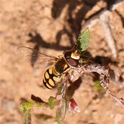 Simosyrphus grandicornis (Common hover fly) at Gundaroo, NSW - 20 Sep 2024 by ConBoekel