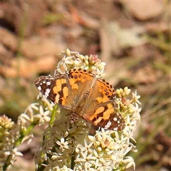 Vanessa kershawi (Australian Painted Lady) at Gundaroo, NSW - 20 Sep 2024 by ConBoekel