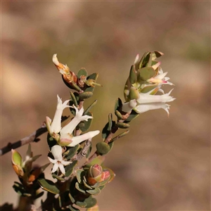 Brachyloma daphnoides at Gundaroo, NSW - 20 Sep 2024