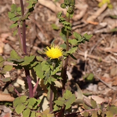 Sonchus oleraceus (Annual Sowthistle) at Gundaroo, NSW - 20 Sep 2024 by ConBoekel