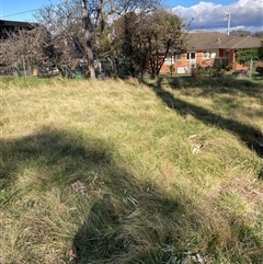 Nassella neesiana (Chilean Needlegrass) at Hackett, ACT - 21 Sep 2024 by waltraud