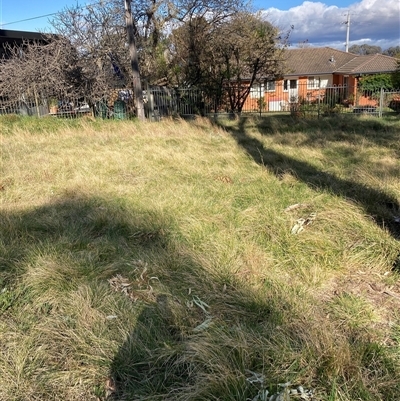 Nassella neesiana (Chilean Needlegrass) at Hackett, ACT - 21 Sep 2024 by waltraud