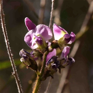 Glycine clandestina at Gundaroo, NSW - 20 Sep 2024 11:08 AM