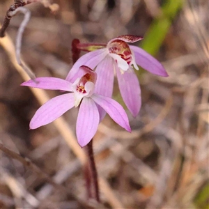 Caladenia fuscata at Gundaroo, NSW - suppressed