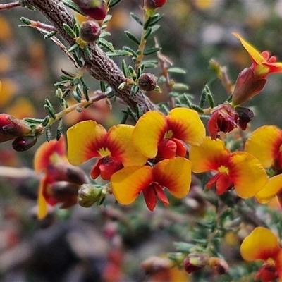 Dillwynia phylicoides (A Parrot-pea) at Rugby, NSW - 21 Sep 2024 by trevorpreston