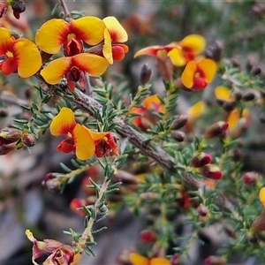 Dillwynia phylicoides at Rugby, NSW - 21 Sep 2024 02:42 PM