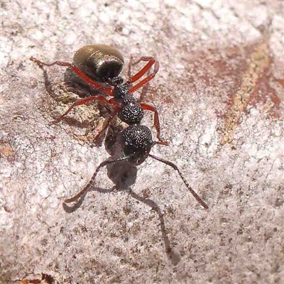 Dolichoderus scabridus (Dolly ant) at Gundaroo, NSW - 20 Sep 2024 by ConBoekel