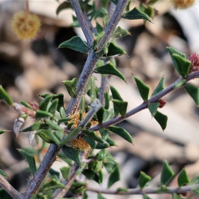 Acacia gunnii (Ploughshare Wattle) at Five Mile TSR - 21 Sep 2024 by trevorpreston