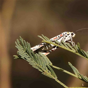 Utetheisa pulchelloides at Gundaroo, NSW - 20 Sep 2024 11:20 AM