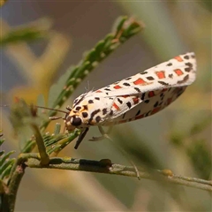 Utetheisa pulchelloides at Gundaroo, NSW - 20 Sep 2024 11:20 AM