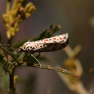 Utetheisa pulchelloides at Gundaroo, NSW - 20 Sep 2024 11:20 AM