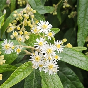 Olearia lirata at Hawker, ACT - 21 Sep 2024