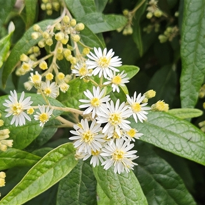 Olearia lirata (Snowy Daisybush) at Hawker, ACT - 21 Sep 2024 by sangio7