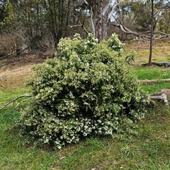 Olearia lirata at Hawker, ACT - 21 Sep 2024