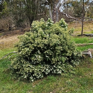 Olearia lirata at Hawker, ACT - 21 Sep 2024