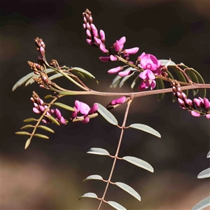 Indigofera australis subsp. australis at Gundaroo, NSW - 20 Sep 2024