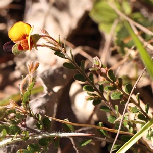 Bossiaea buxifolia at Gundaroo, NSW - 20 Sep 2024