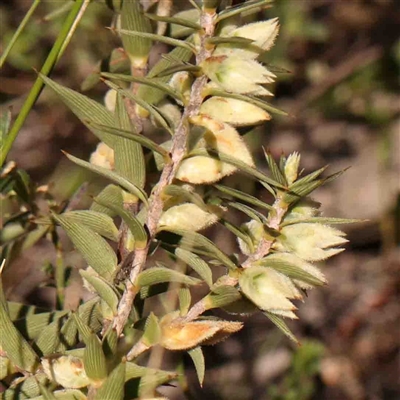 Melichrus urceolatus (Urn Heath) at Gundaroo, NSW - 20 Sep 2024 by ConBoekel