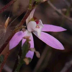 Caladenia fuscata at Gundaroo, NSW - suppressed