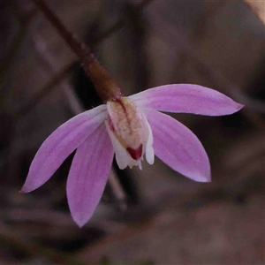 Caladenia fuscata at Gundaroo, NSW - suppressed