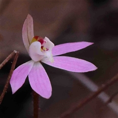 Caladenia fuscata at Gundaroo, NSW - suppressed