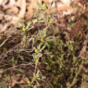 Hibbertia obtusifolia at Gundaroo, NSW - 20 Sep 2024