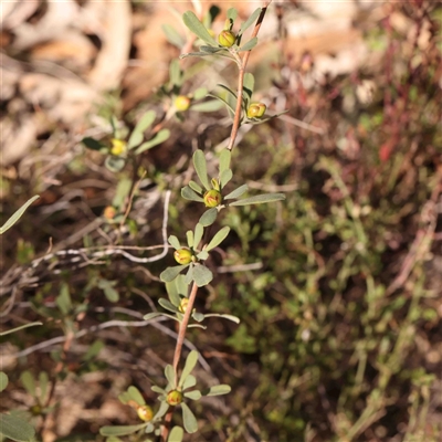 Hibbertia obtusifolia (Grey Guinea-flower) at Gundaroo, NSW - 20 Sep 2024 by ConBoekel