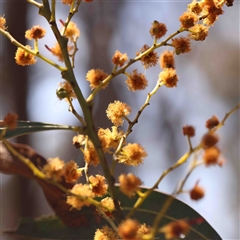 Acacia rubida (Red-stemmed Wattle, Red-leaved Wattle) at Gundaroo, NSW - 20 Sep 2024 by ConBoekel