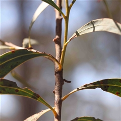 Acacia rubida at Gundaroo, NSW - 20 Sep 2024