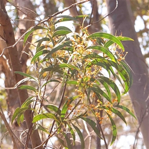 Acacia rubida at Gundaroo, NSW - 20 Sep 2024