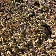 Cladonia sp. (genus) (Cup Lichen) at Gundaroo, NSW - 20 Sep 2024 by ConBoekel