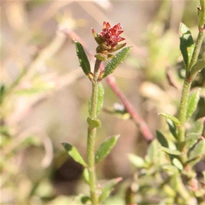 Gonocarpus tetragynus (Common Raspwort) at Gundaroo, NSW - 20 Sep 2024 by ConBoekel