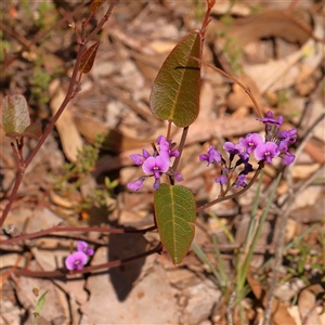 Hardenbergia violacea at Gundaroo, NSW - 20 Sep 2024