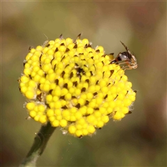 Craspedia variabilis (Common Billy Buttons) at Gundaroo, NSW - 20 Sep 2024 by ConBoekel