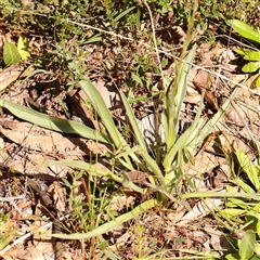 Craspedia variabilis at Gundaroo, NSW - suppressed