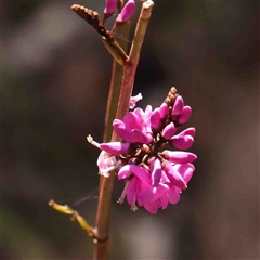 Indigofera australis subsp. australis (Australian Indigo) at Gundaroo, NSW - 20 Sep 2024 by ConBoekel