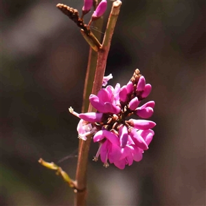 Indigofera australis subsp. australis at Gundaroo, NSW - 20 Sep 2024