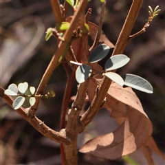 Indigofera australis subsp. australis at Gundaroo, NSW - 20 Sep 2024 11:34 AM